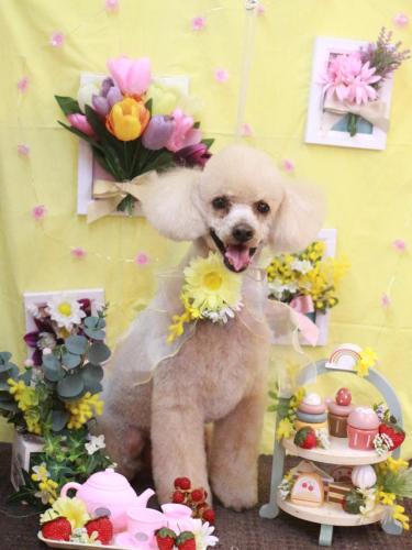 20230304チロくん